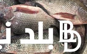 “حالة من الركود” أسعار السمك اليوم البلطي الخميس 9 مايو 2024