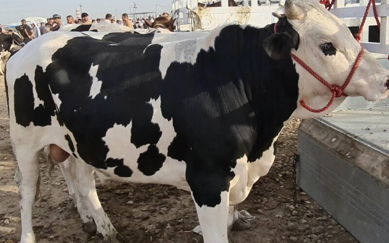 “كبير وصغير” سعر كيلو اللحم البقري قائم اليوم الخميس 30 مايو 2024 بكل الأسواق التجارية