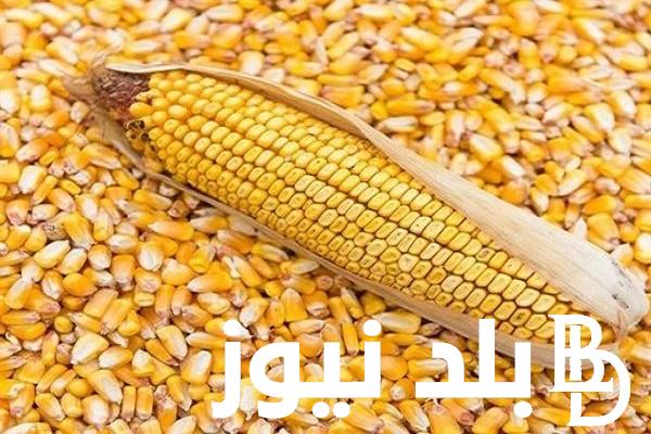 “رفيعة وعريضة” سعر الذرة اليوم الاثنين 27-5-2024 الاصفر والابيض في الاسواق