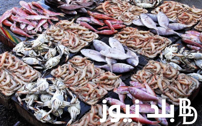 اسعار السمك اليوم الاربعاء 8 مايو 2024 وأسعار الجمبري اليوم للمُستهلك في سوق العبور
