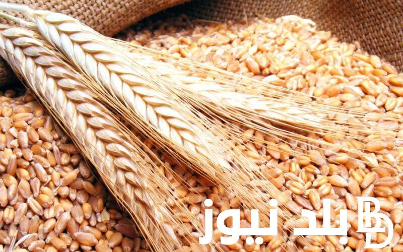 “القيراط بكــام؟” سعر القمح اليوم الجمعة 3 مايو 2024 للمستهلك في الأسواق المصرية