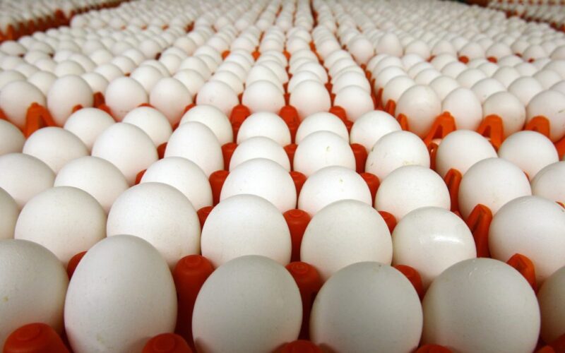 “الأحمر والأبيض” سعر كرتونة البيض اليوم للمستهلك الجمعة بتاريخ 3 مايو 2024 في المحلات التجارية