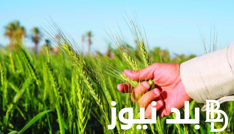 “رفيع وعريض” سعر طن الأرز الشعير اليوم الاثنين 1 يوليو 2024 في الاسواق ومنافذ التموين