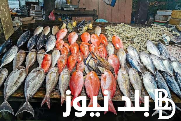 “بوري وبلطي”.. اسعار السمك اليوم الخميس 20 يونيو 2024 للمستهلك في مصر