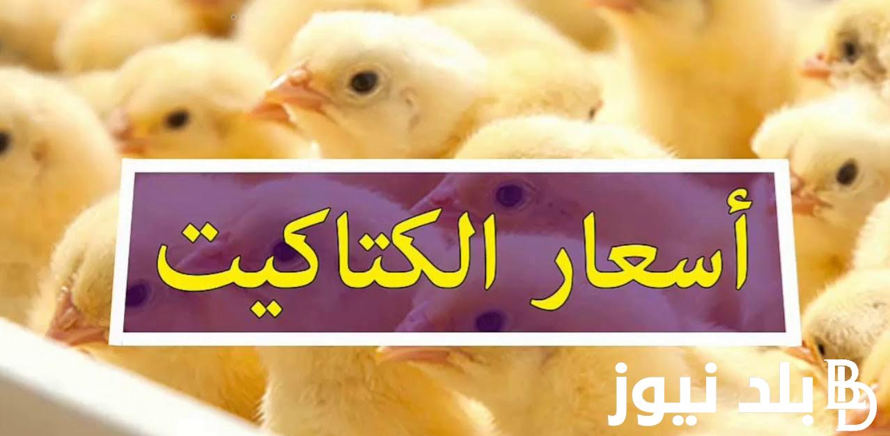 “الكتكوت الصغير بكام” اسعار بورصة الدواجن الكتاكيت البيضاء اليوم الثلاثاء 18 يونيو 2024 للتجار والمربيين