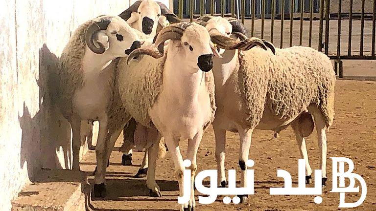“اعرف هتضحي بكام” سعر كيلو الخرفان قائم اليوم السبت 15 يونيو 2024 بجميع محلات الجزارة