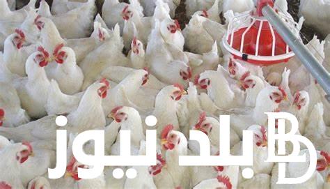 ” في اول ايام العيد ” بورصه الدواجن اليوم الفراخ البيضاء الاحد 16 يونيو 2024 للمستهلك في مصر