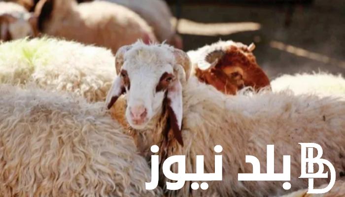 سعر الخروف اليوم في مصر 2024 في جميع مزارع تربية المواشي ومحلات بيع اللحوم والجزارة