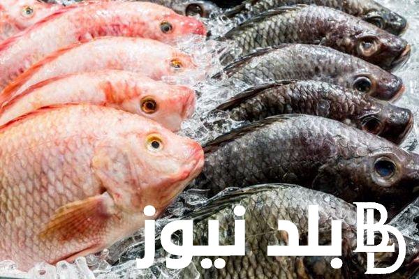 “السبيط والجمبري” اسعار السمك اليوم الأحد 2 يونيو 2024 في سوق العبور وجميع محلات بيع الأسماك