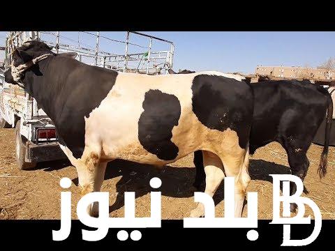 “أسعار اللحوم” سعر كيلو اللحم البقري قائم اليوم في مصر الثلاثاء الموافق 4 يونيو 2024