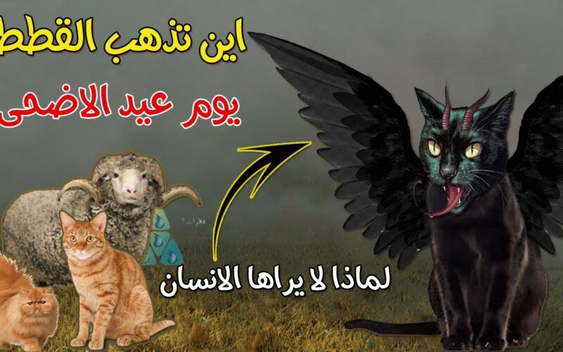 “حقائق ستدهشك” لماذا تختفي القطط في عيد الاضحى المبارك؟ بعض النشطاء يكشفون الحقيقة كاملة