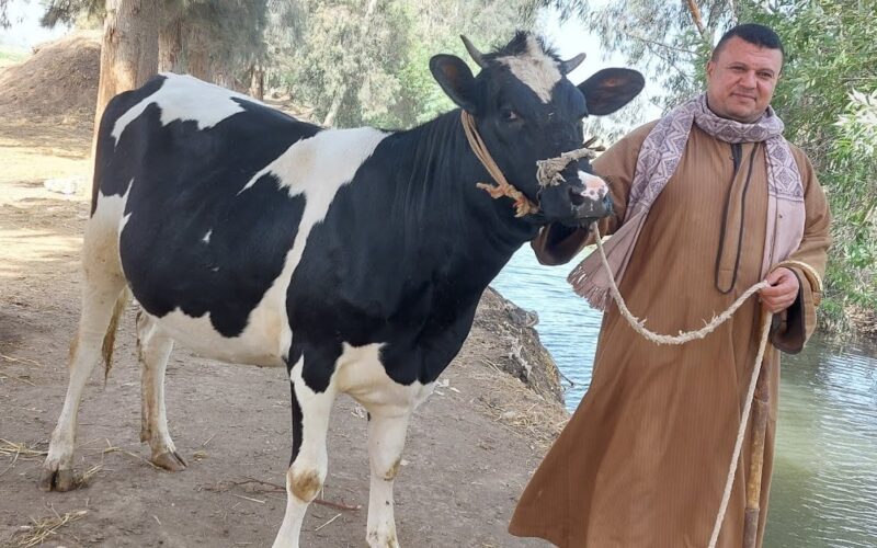 “كبير وصغير” سعر كيلو اللحم البقري قائم اليوم السبت 1 يونيو 2024 في جميع الأسواق المصرية للمستهلك