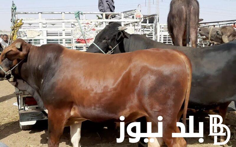 اضحيتك بكام؟.. سعر العجول البقري قائم اليوم 2024 السبت 1 يوينو 2024 في الاسواق المصرية