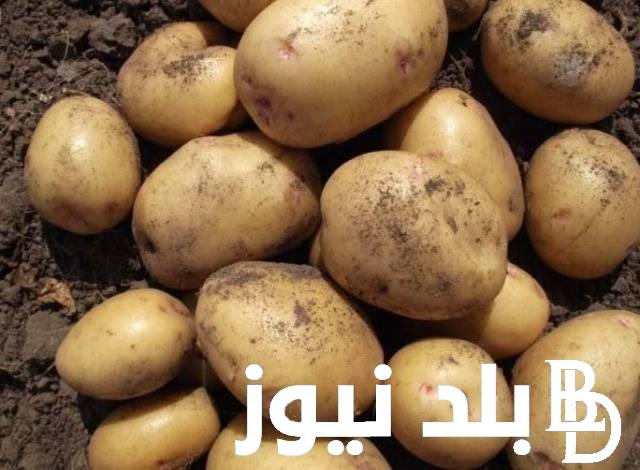 بكام.. أسعار البطاطس اليوم في سوق العبور السبت 1 يونيو 2024 لجميع المستهلكين