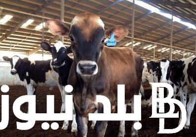 ” الدبيحة بكام؟. سعر كيلو اللحم البقري قائم اليوم الاحد 16 يونيو 2024 في الأسواق المصرية المحلية