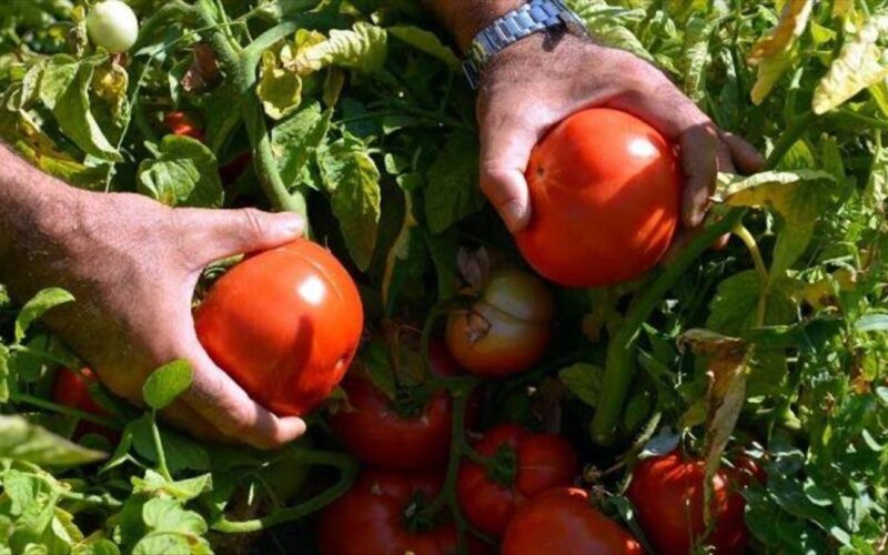 سعر كيلو الطماطم اليوم الأحد 21 يوليو 2024 في سوق العبور وبجميع الأسواق