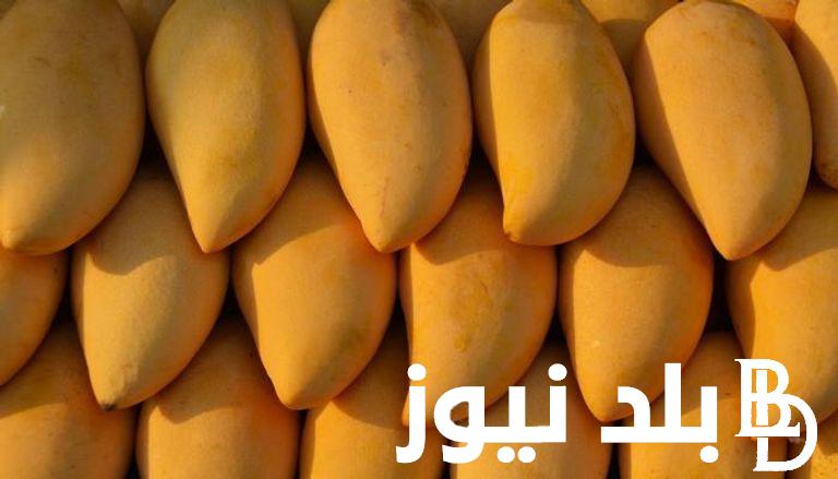 “عويس وهندي” سعر المانجو اليوم الثلاثاء 23-7-2024 في سوق العبور لتجارة الجمله