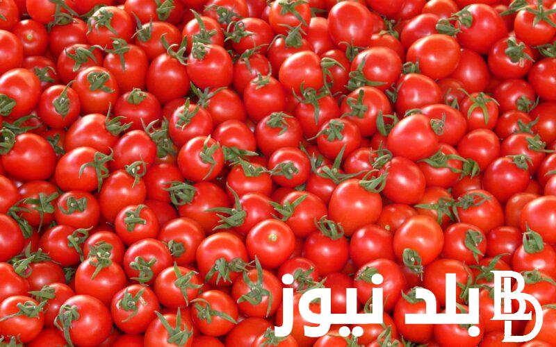 “حمرا يا اوطه” سعر كيلو الطماطم اليوم الاثنين بتاريخ 29-7-2024 في الاسواق للمستهلك