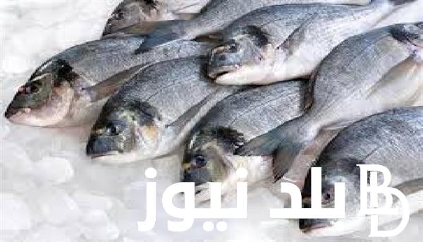 “مجمد وفريش” اسعار السمك اليوم الاحد 21 يوليو 2024 في سبور العبور للاسماك