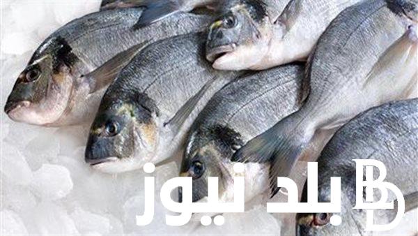 استقرار اسعار السمك اليوم الاربعاء 17 يوليو 2024 في اسواق السمك بالعبور