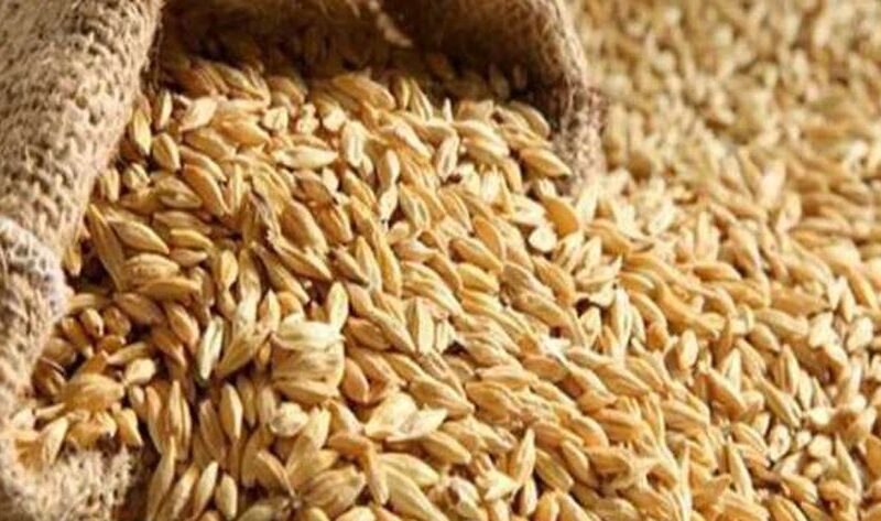 “اقترب موسم الحصاد” سعر طن الأرز الشعير اليوم الاربعاء 17-7-2024 واسعار السلع التموينيه اليوم