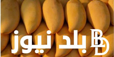 “الفص و العويس” سعر المانجو اليوم 2024 جميع الانواع للمُستهلك في الاسواق المصرية