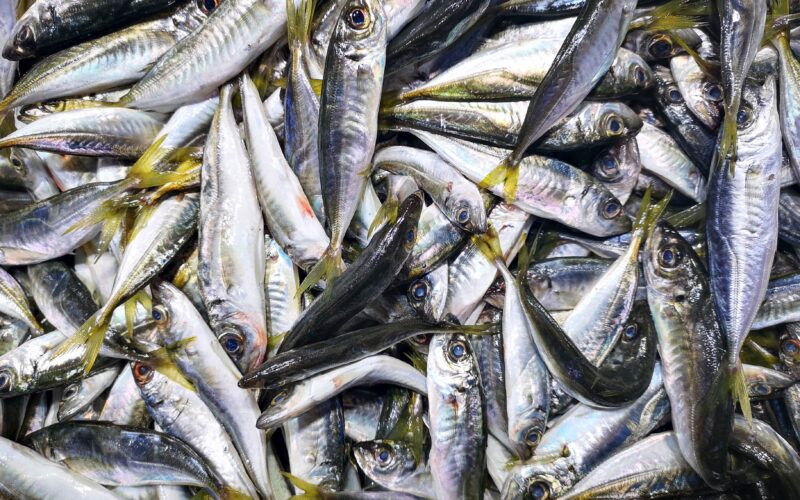 “كل الأنواع” اسعار السمك اليوم الأحد 21 يوليو 2024 في سوق العبور
