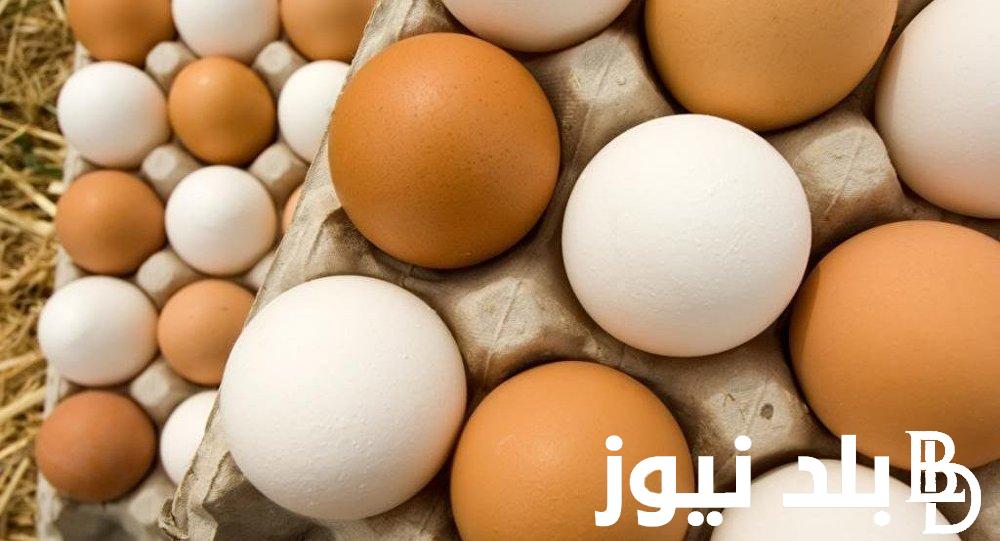 الطبق بكام؟ سعر كرتونة البيض اليوم جملة الاحد الموافق 28 يوليو 2024