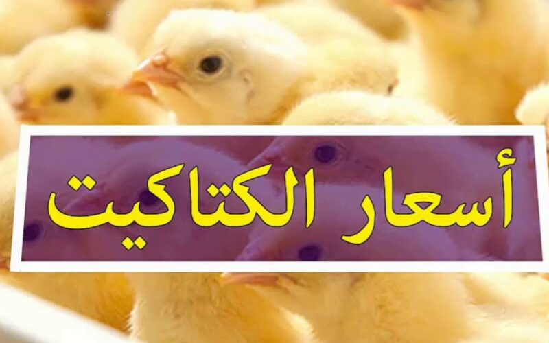 اسعار الكتاكيت اليوم الخميس 25 يوليو 2024 في مصر بجميع الأسواق والمزارع للمستهلك