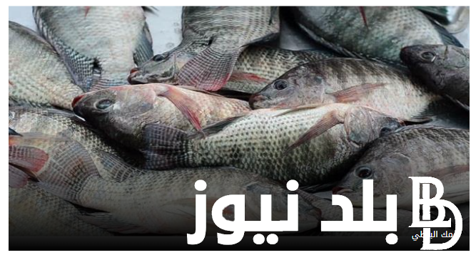 “البلطى بـ70” أسعار السمك البلطى اليوم الاثنين الموافق 29 يوليو 2024 للمستهلك في سوق العبور