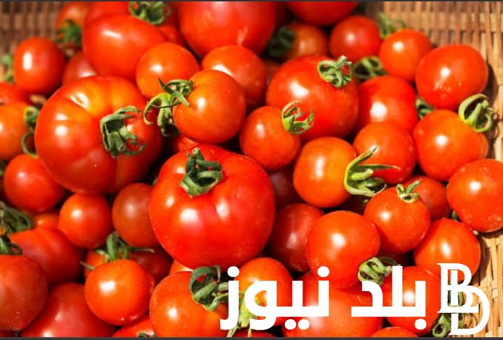 استقرار سعر كيلو الطماطم اليوم السبت 20 يوليو 2024 في الاسواق واسعار الخضار والفاكهه اليوم