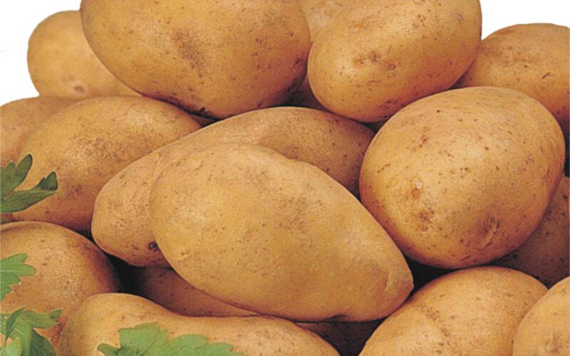 “البطاطس ولعت” أسعار البطاطس اليوم في سوق العبور والاسواق المحلية بتاريخ الإثنين 22 يوليو 2024