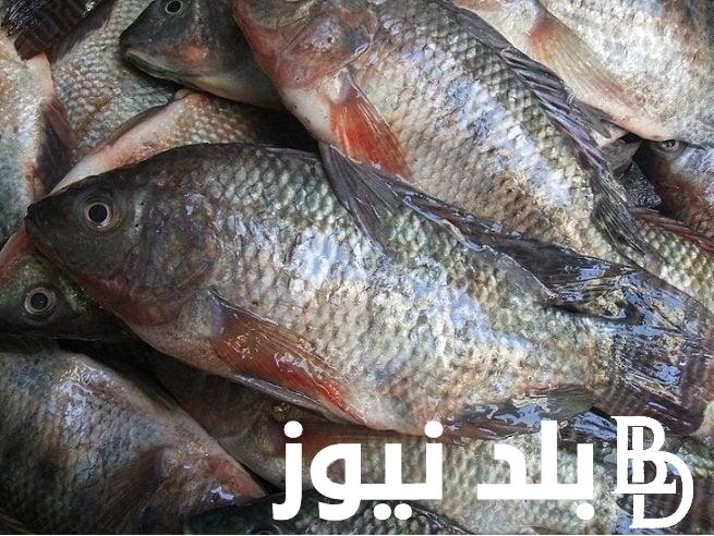 “البلطي بـ60” اسعار السمك اليوم الاثنين 29-7-2024 في سوق العبور للمستهلك