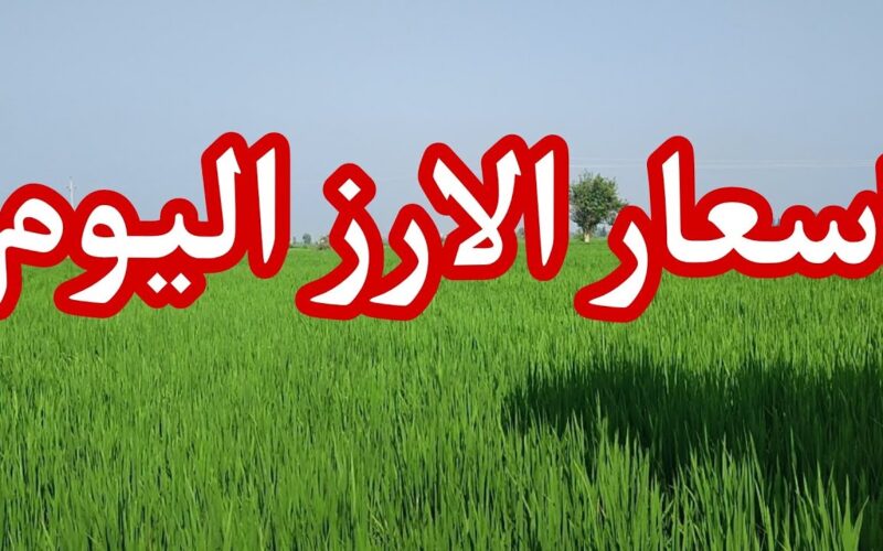 الطن بكام؟ سعر طن الارز الشعير اليوم الخميس 4 يوليو 2024 في مصر
