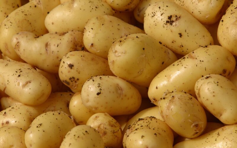‎الكيلو وصل كام؟ أسعار البطاطس اليوم في سوق العبور السبت 20 يوليو 2024 بسعر الجمله