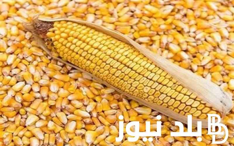 ‎”بيتا كاروتين” سعر طن الذرة الصفراء في مصر 2024 بالأسواق المحلية لجميع المستهلكين