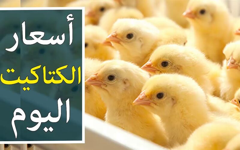 “اعرف الكتكوت بكام النهاردة”.. سعر الكتكوت الأبيض اليوم الإثنين 12/8/2024 في بورصة الدواجن