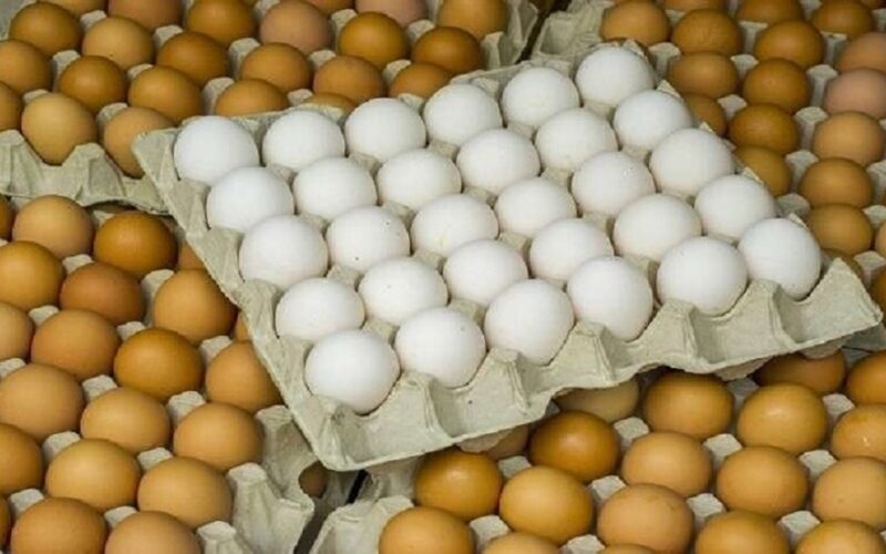 البيضة النهاردة بكام؟.. سعر كرتونة البيض اليوم للمستهلك الخميس 1/8/2024 والسعر في البورصة