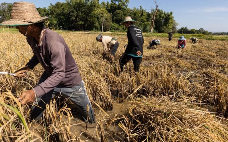 الطبخه هتبقي كام؟ .. سعر طن الأرز الشعير اليوم الثلاثاء 13 أغسطس 2024 للتجار والمستهلكين في مصر