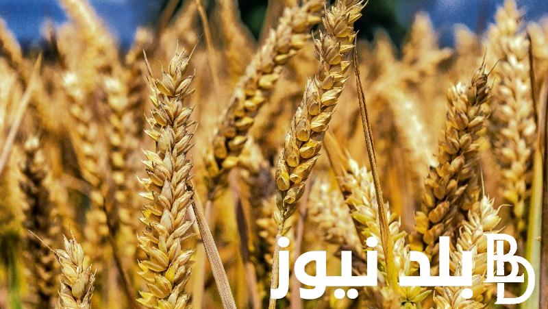 ” تراجع كبير ” سعر طن الأرز الشعير اليوم الخميس الموافق 22 اغسطس 2024 فى المحلات التجارية والاسواق المصرية