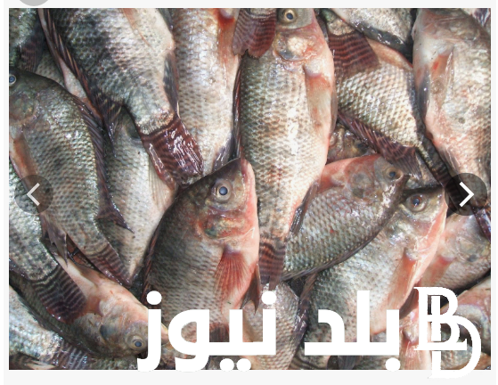 “البلطى بكام بـ 67” سعر السمك البلطى اليوم السبت الموافق 3 اغسطس 2024 للمستهلك في سوق العبور