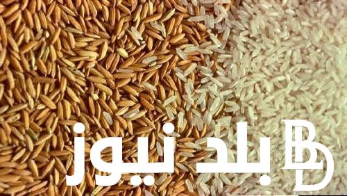 كم سعر الرز؟.. سعر طن الأرز الشعير اليوم الاحد 11 أغسطس 2024  للمُستهلك في الأسواق المصرية