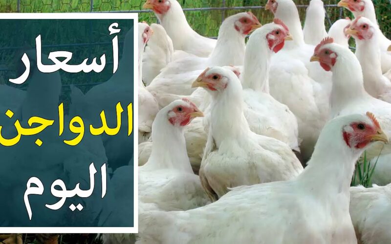 رخصت تانى.. بورصة الدواجن اليوم الفراخ البيضاء الخميس 8 أغسطس