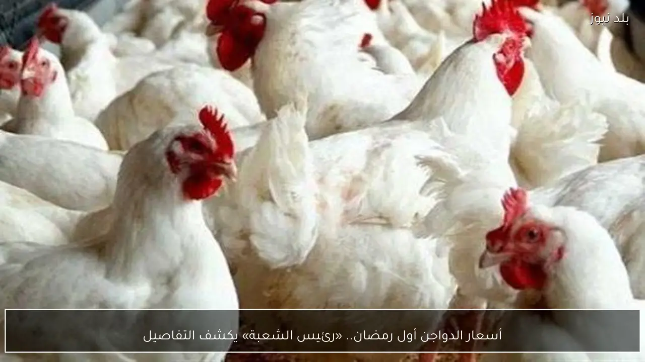 أسعار الدواجن أول رمضان.. «رئيس الشعبة» يكشف التفاصيل