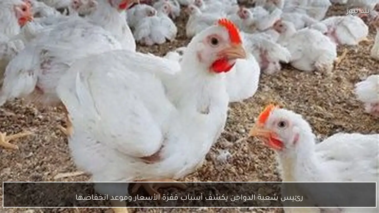 رئيس شعبة الدواجن يكشف أسباب قفزة الأسعار وموعد انخفاضها