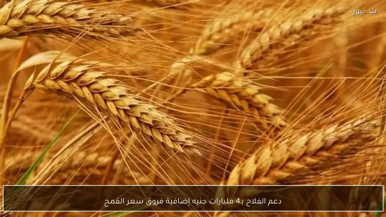 دعم الفلاح بـ4 مليارات جنيه إضافية فروق سعر القمح