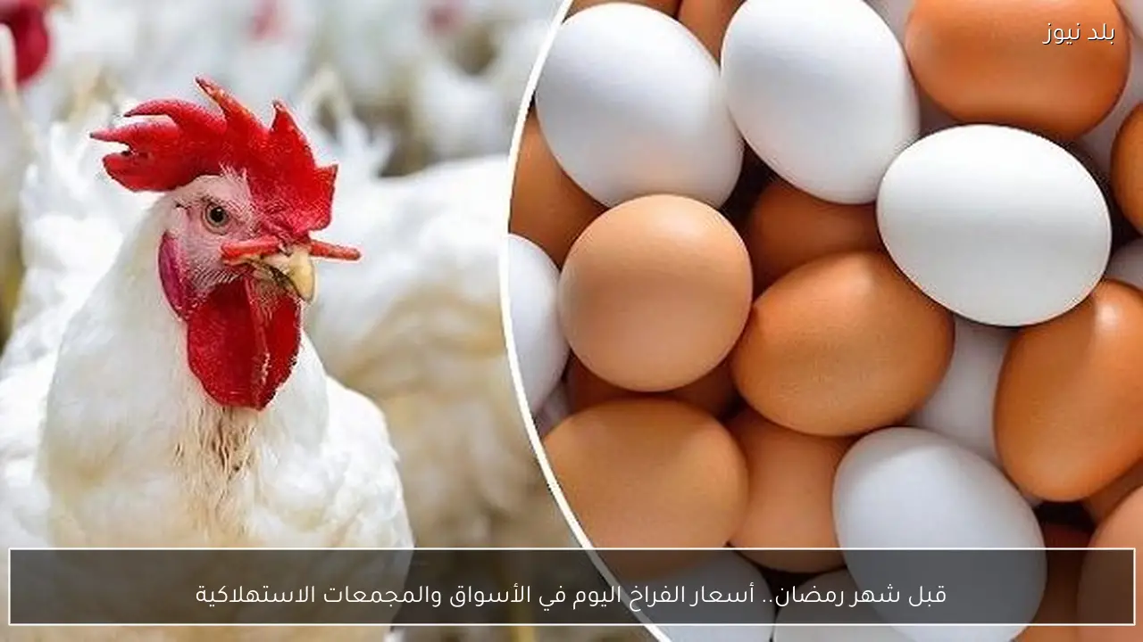 قبل شهر رمضان.. أسعار الفراخ اليوم في الأسواق والمجمعات الاستهلاكية