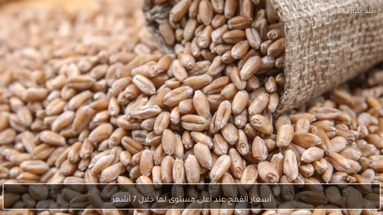 أسعار القمح عند أعلى مستوى لها خلال 7 أشهر