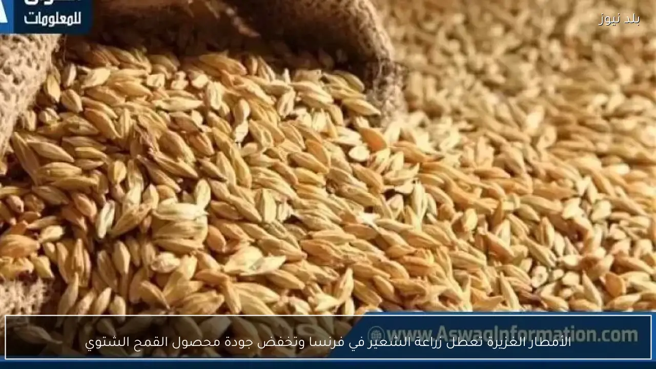 الأمطار الغزيرة تعطل زراعة الشعير في فرنسا وتخفض جودة محصول القمح الشتوي