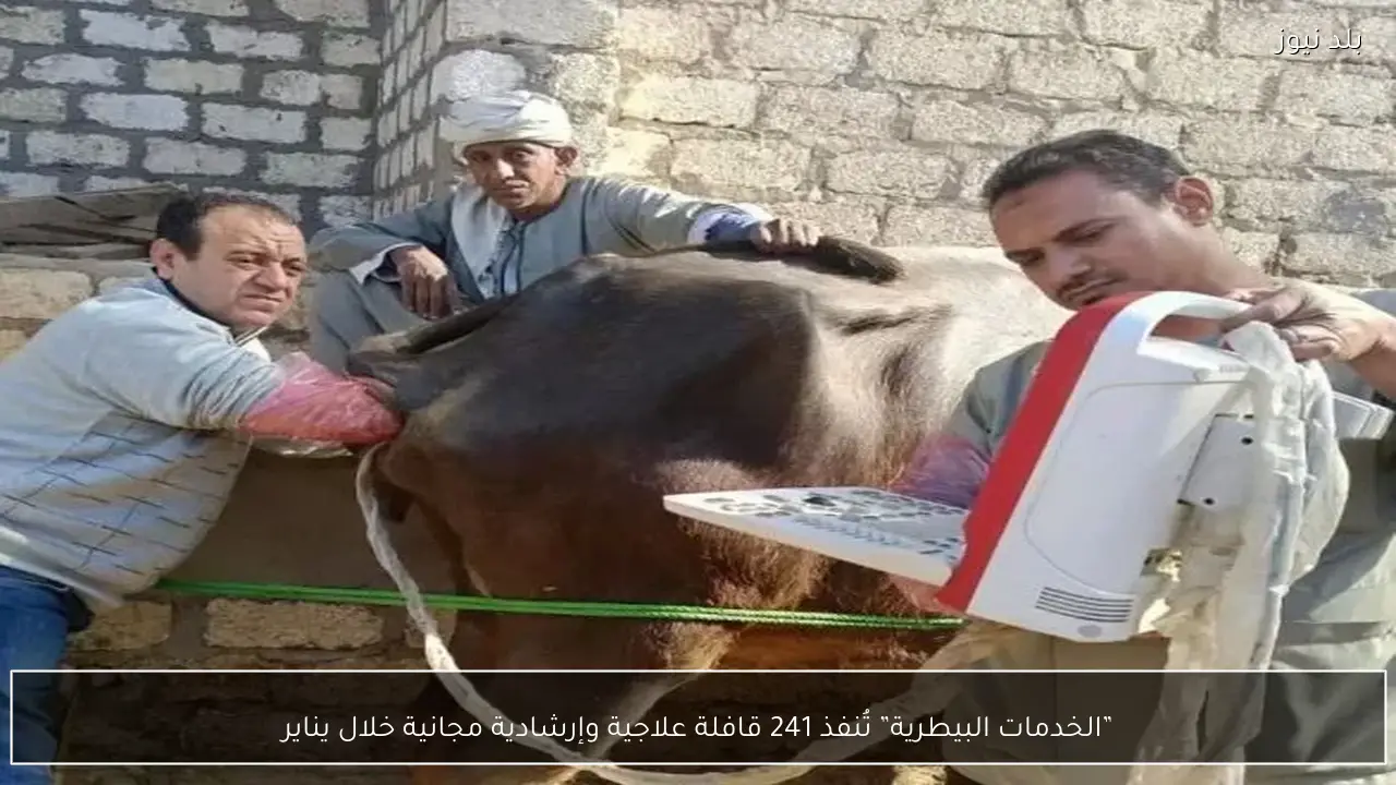 ”الخدمات البيطرية” تُنفذ 241 قافلة علاجية وإرشادية مجانية خلال يناير